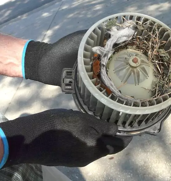 About Air Duct Mice Removal in Bradenton, FL